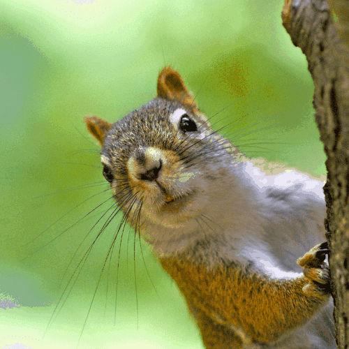 100 Squirrel Jokes That Will Drive You Nuts - Because Mom Says