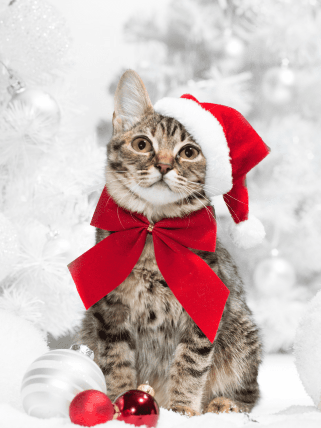 Christmas Cat Riddles 2023