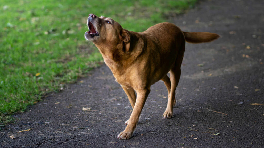 Her Personal Protection Dog Sparks Feud with Creepy Neighbor Sparking Homeowner's Meeting Drama